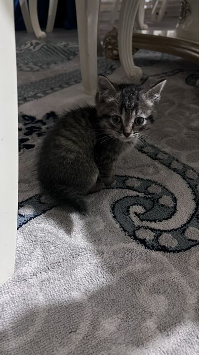 Котенок отдам в добрые руки