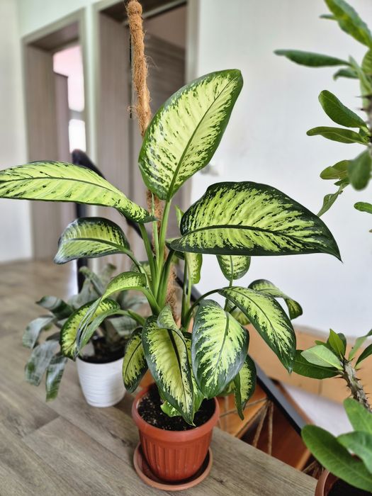 Большая Диффенбахия 90 см