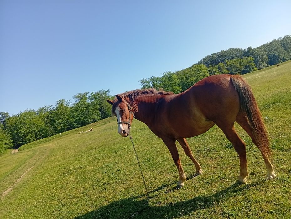 Vând iapă 4ani Nr de telefon 0746336292
