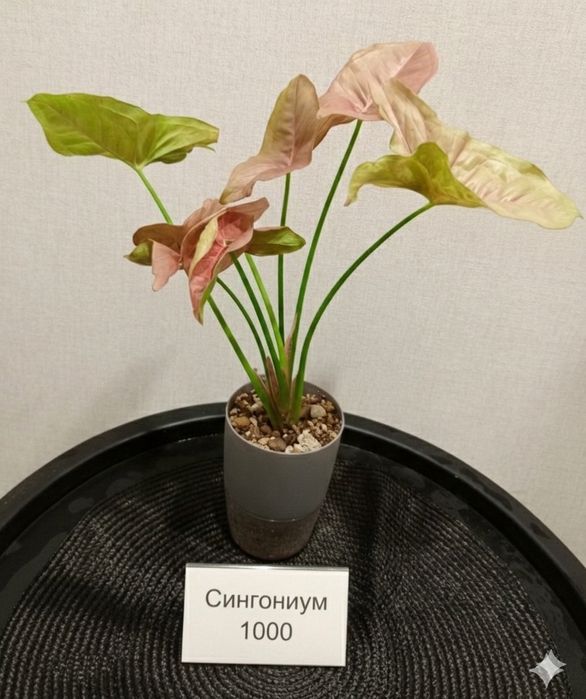 Продам комнатные растения