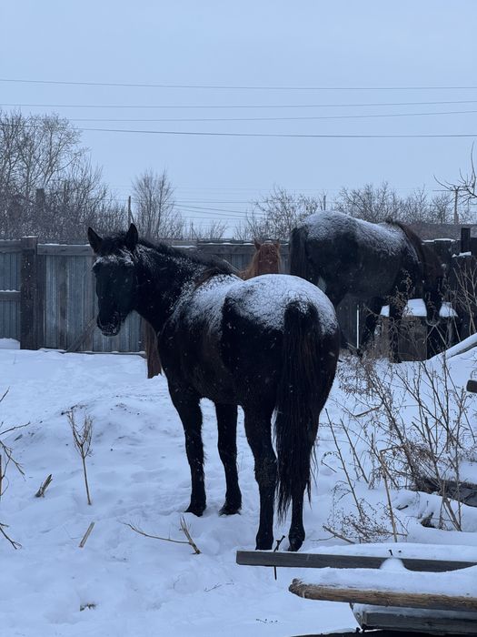 Кобыла жеребая за 650.000