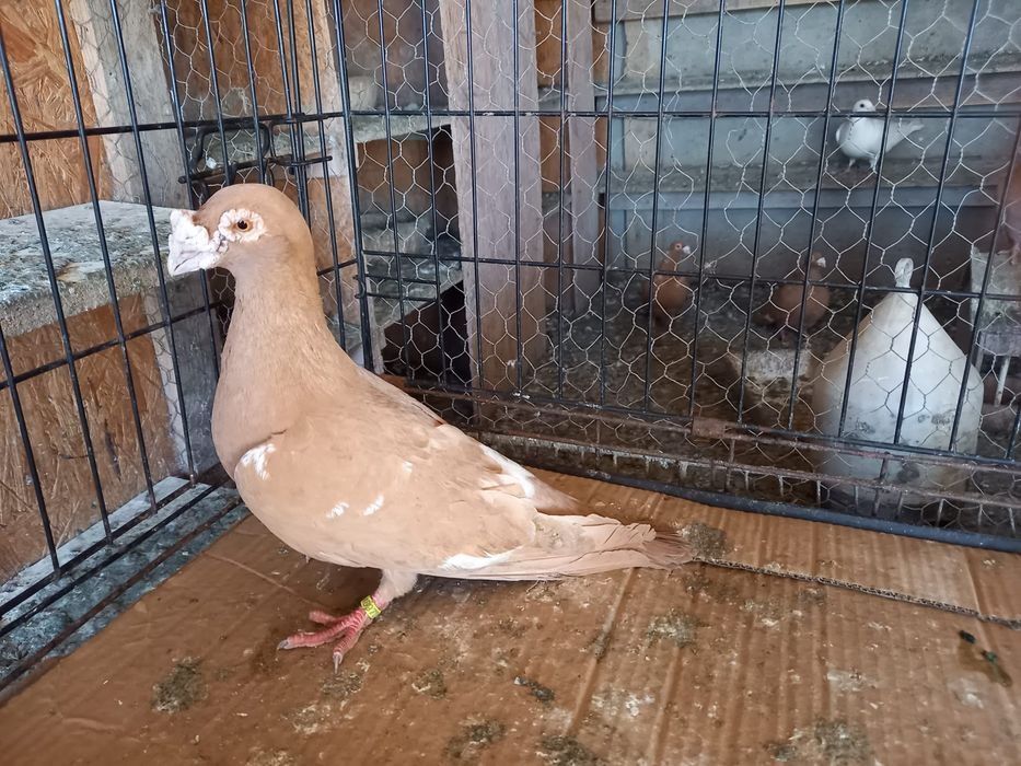 De vânzare porumbei voiajori stil vechi