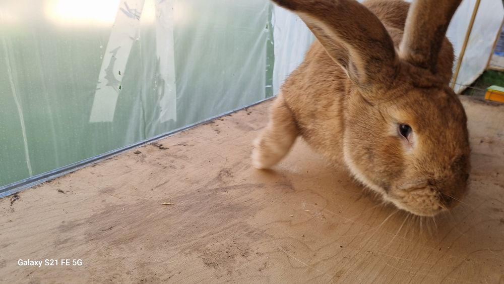 Бургун куен сотилади самец!