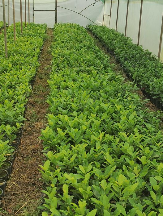 Лавровишна жив плет новита и кавказика 4лв