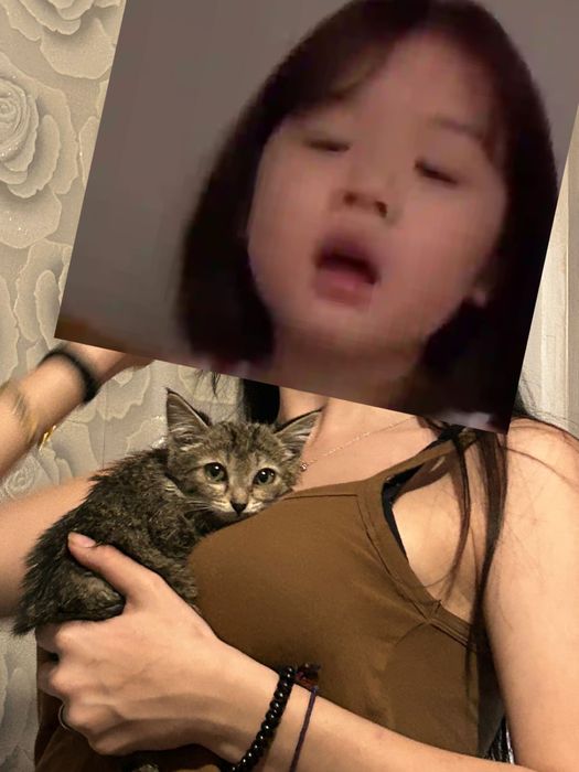 Отдам котенка в хорошие руки девочка