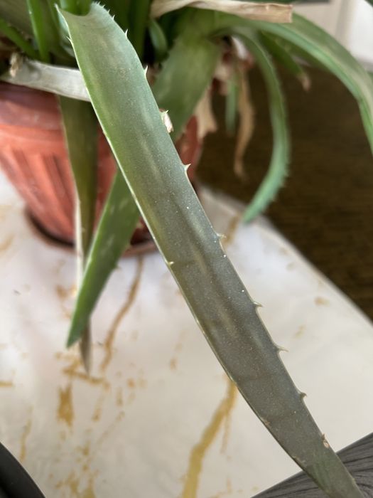 срочна рассада алоэ