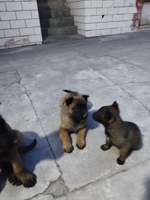 Продам малинуа бельгийский овчарка