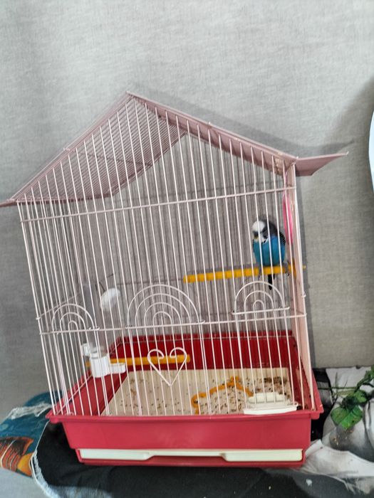 Попугай волнистые