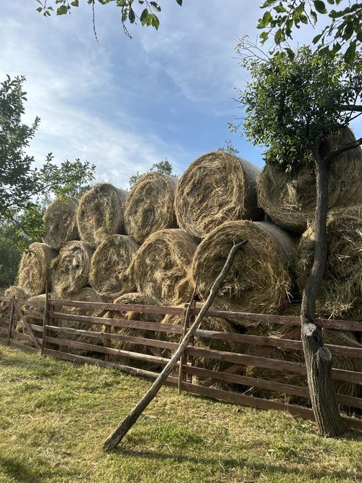 Baloți mari de fîn 160/120
