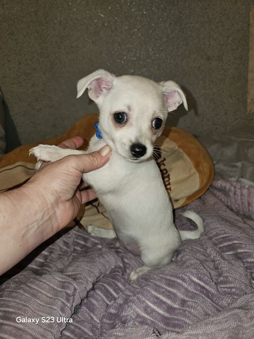 Мальчишка чихуахуа стандарт