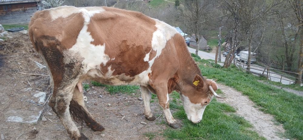 Vând vacă cu lapte