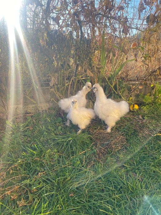 Pui mătase japoneza