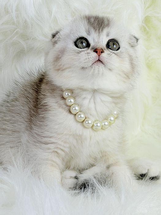 Котята чистокровные