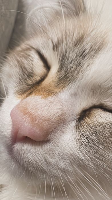 Срочно продается Рэгдолл, мальчик, 2 месяца