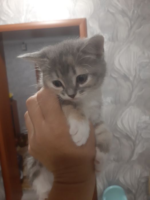 Отдам котят в хорошие руки