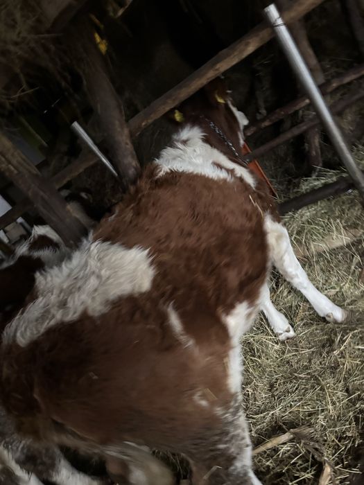 Vand vitei si juninca