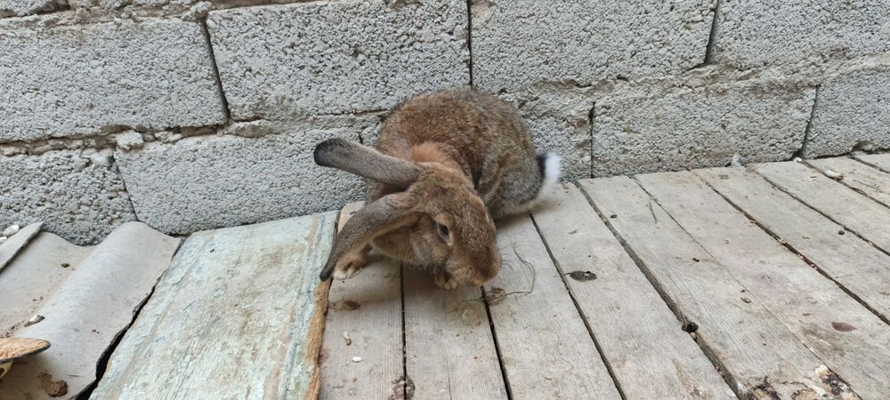 Flandr Quyonlar Sotiladi