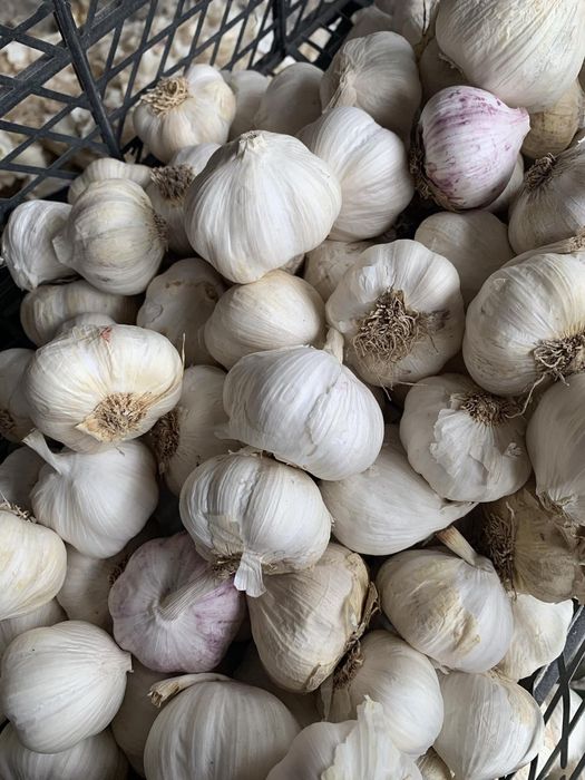 Чесън за консумация зимно и пролетно засаждане