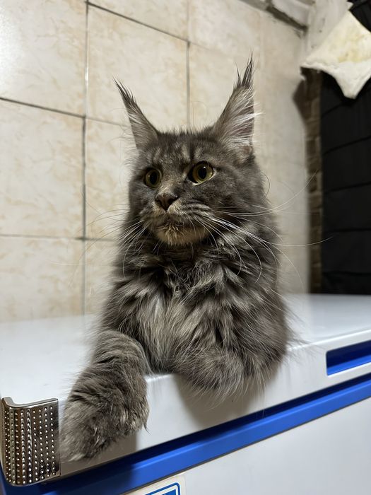 Котята Мейнкуны! Девочки