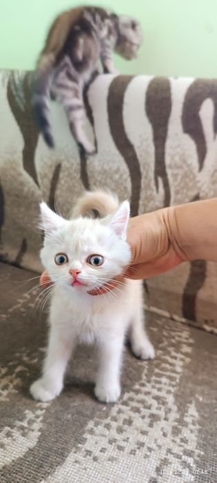 Британские котята