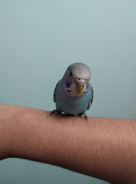 Qushlarni ruchnoy qilib beraman