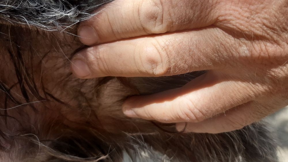 Дратхаар кабель Родословной вязка