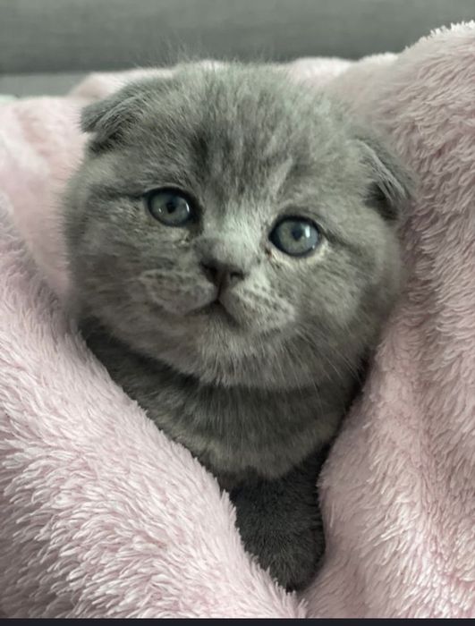 Шотландский  вислоухий