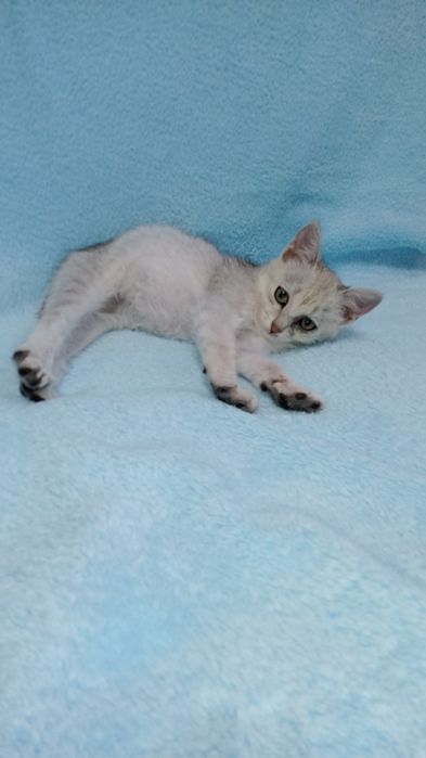 Котенок девочка 3 месяца