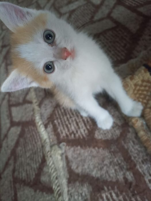 Отдаю котят в добрые руки.