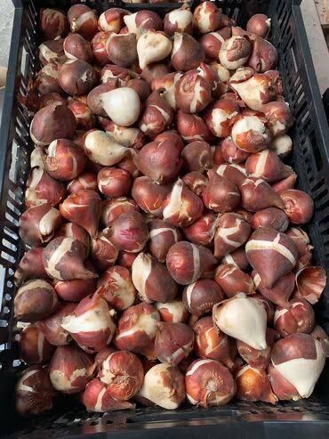 Луковицы голландских тюльпанов