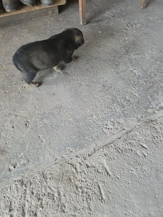 Отдам щенки даром в добые  руки