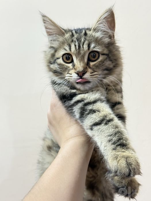 Отдам даром котенка