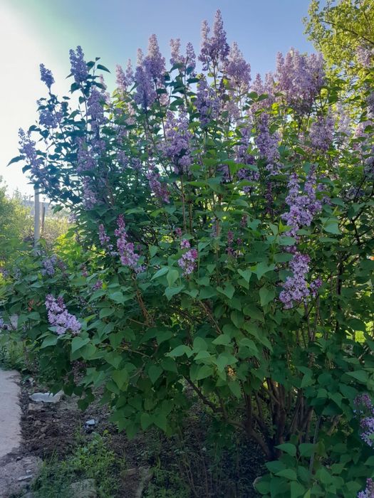 Куст сирени продается