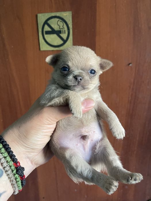 Шикарный мини  мальчик чихуахуа!