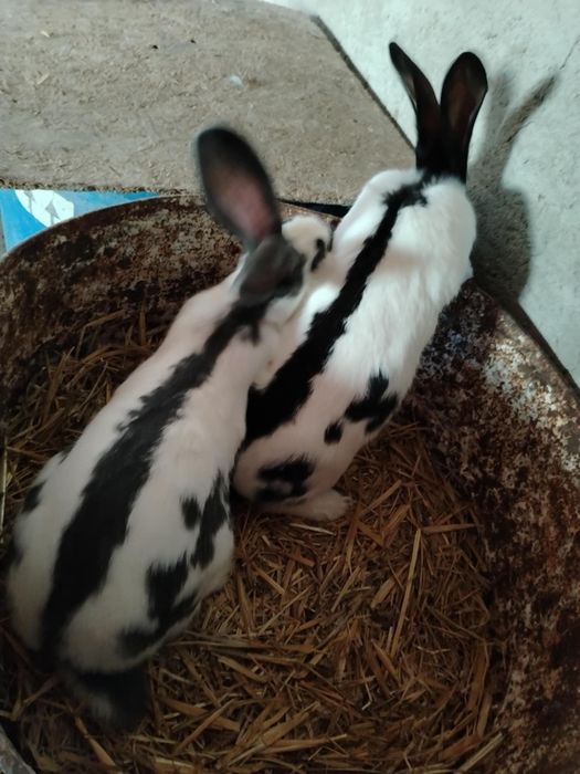 Vand iepuri Fluture German