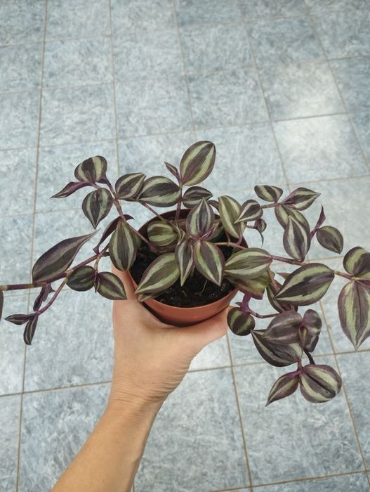 Продам Отростки цветов