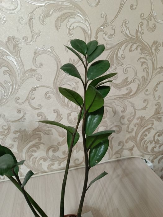 Домашние комнатные цветы