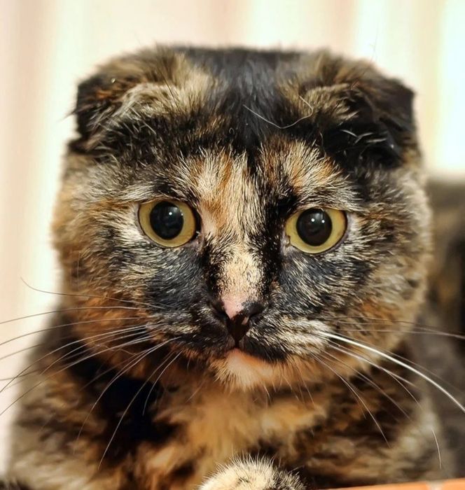 Продам девочку скоттиш фолд