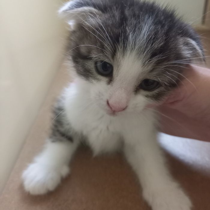 Вислоухие  котята 1,5 месяц