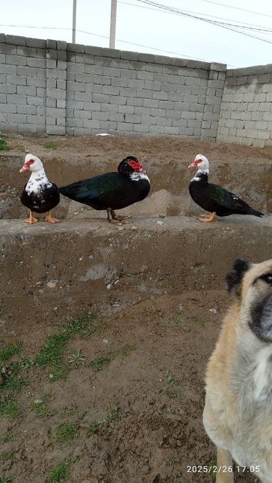 Индоуткалар сотилади