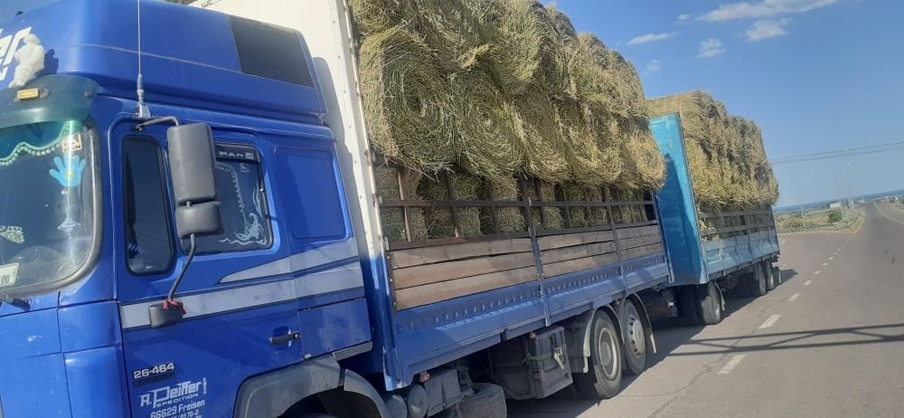 Сено люцерна жоношка урлон сатамын