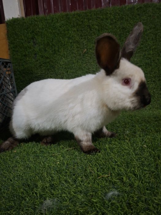 Kaliforniya ishlashga tayyor