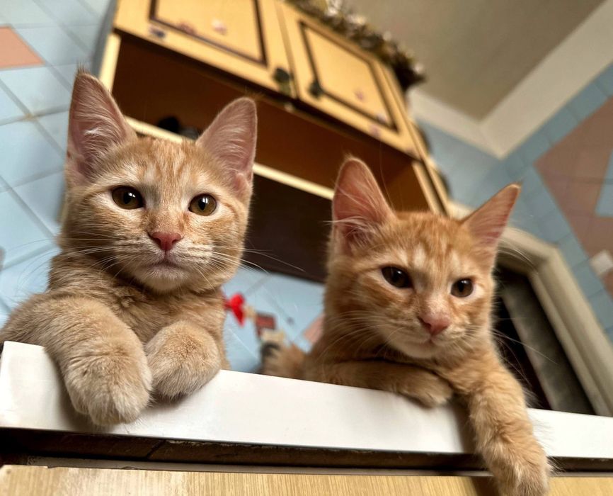 Пристраиваются котята. Домашние.