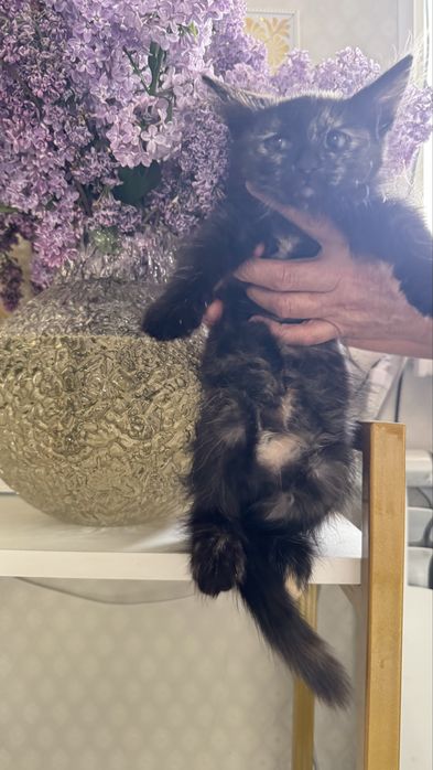 Кыз мысык бар тегин