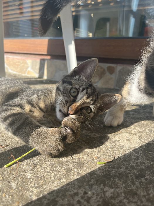 Подарявам котенце