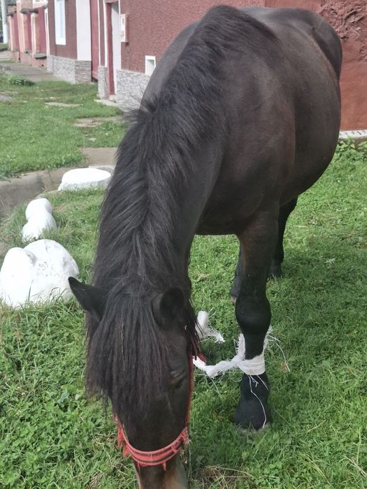 iapă de 3 ani de vânzare