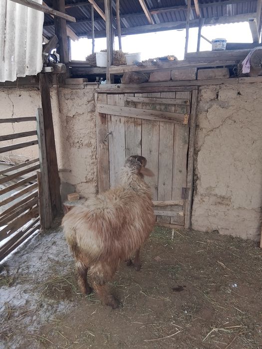 қошқар, қой, баран, кошкар