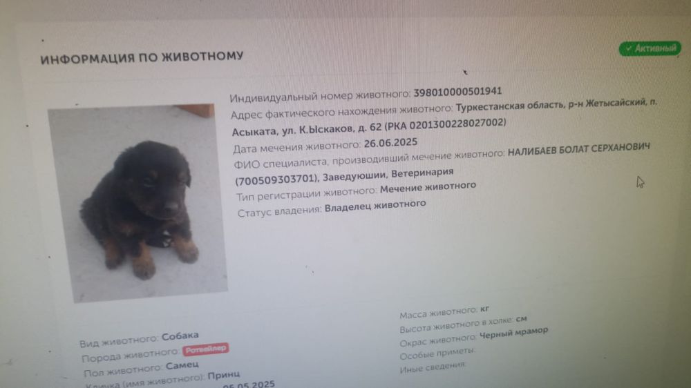 Собака чистый ротвейлер