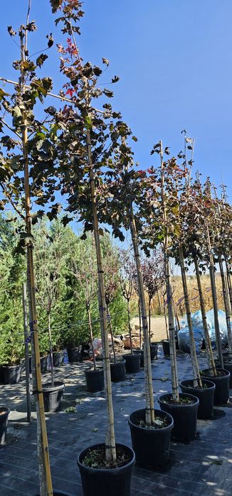 acer platanoides 'crimson king ( artar )