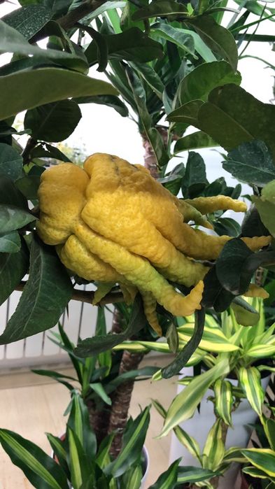 комнатные цветы для вас